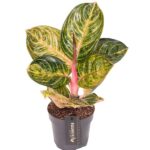 Aglaonema Tourmaline Gold