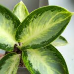 Aglaonema Turtle Green - obrazek 8