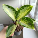 Aglaonema Turtle Green - obrazek 9