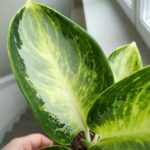 Aglaonema Turtle Green - obrazek 10