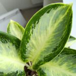 Aglaonema Turtle Green - obrazek 7