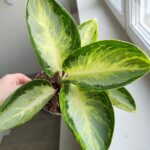 Aglaonema Turtle Green - obrazek 6