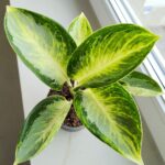 Aglaonema Turtle Green - obrazek 5