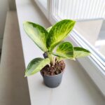 Aglaonema Turtle Green - obrazek 4