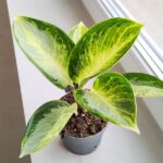 Aglaonema Turtle Green