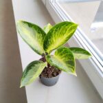Aglaonema Turtle Green - obrazek 2