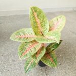 Aglaonema Vermillion Red - obrazek 7