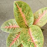 Aglaonema Vermillion Red - obrazek 6