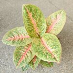Aglaonema Vermillion Red - obrazek 4