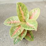 Aglaonema Vermillion Red