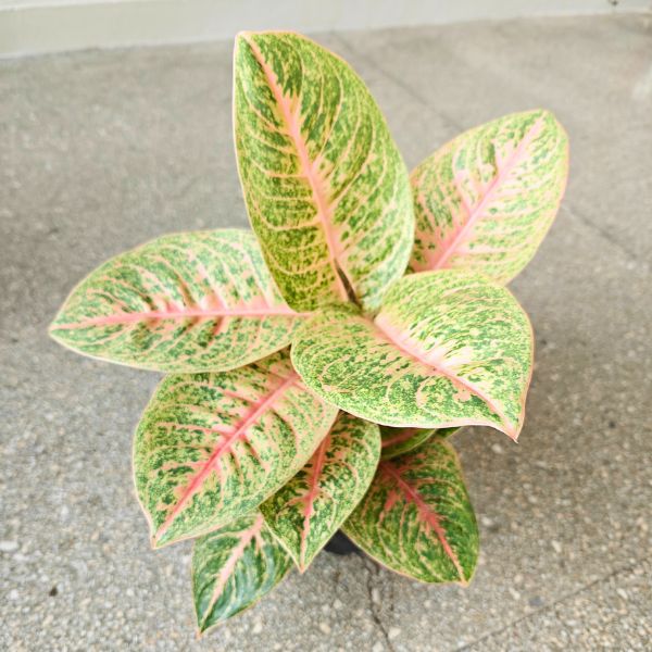 aglaonema vermillion red (4) Aglaonema Vermillion Red - obrazek 1