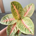 Aglaonema Vermillion Red - obrazek 2
