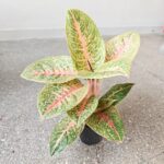 Aglaonema Vermillion Red - obrazek 8