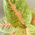 Aglaonema Vermillion Red - obrazek 9