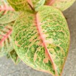 Aglaonema Vermillion Red - obrazek 5