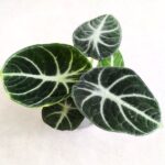 Alocasia Ninja / Alokazja - obrazek 4