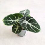 Alocasia Ninja / Alokazja
