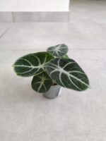 Alocasia Ninja / Alokazja - obrazek 2