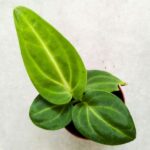 Anthurium / Anturium Villenaorum - obrazek 2