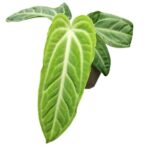 Anthurium / Anturium Villenaorum - obrazek 4