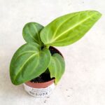 Anthurium / Anturium Villenaorum