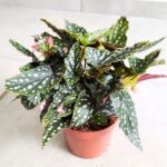 Begonia Maculata M - nakrapiane liście - obrazek 4