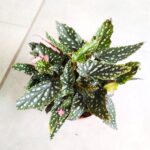 Begonia Maculata M - nakrapiane liście - obrazek 3