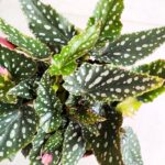 Begonia Maculata M - nakrapiane liście