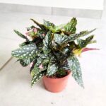 Begonia Maculata M - nakrapiane liście - obrazek 6