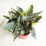 Begonia Maculata M - nakrapiane liście - obrazek 5