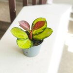 Hoya / Hoja Australis Lisa S - obrazek 7