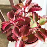 Kalanchoe Pinatum S