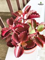 Kalanchoe Pinatum S