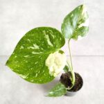 Monstera Thai Constellation SS - obrazek 3