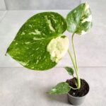 Monstera Thai Constellation SS