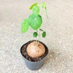 Stephania erecta XL - obrazek 2