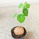 Stephania erecta XL - obrazek 8