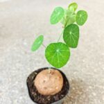 Stephania erecta XL - obrazek 7