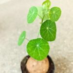 Stephania erecta XL - obrazek 6