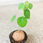 Stephania erecta XL - obrazek 5