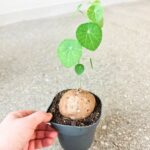 Stephania erecta XL - obrazek 4