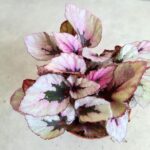 Begonia Beleaf Indian Summer - obrazek 4