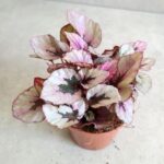 Begonia Beleaf Indian Summer - obrazek 7