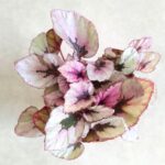 Begonia Beleaf Indian Summer - obrazek 6