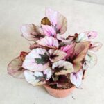 Begonia Beleaf Indian Summer - obrazek 5