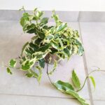 Ficus / Fikus Sagittata Biały