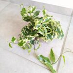 Ficus / Fikus Sagittata Biały - obrazek 5