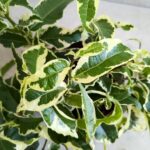 Ficus / Fikus Sagittata Biały - obrazek 6