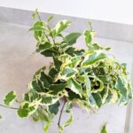 Ficus / Fikus Sagittata Biały - obrazek 4