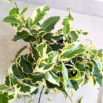 Ficus / Fikus Sagittata Biały - obrazek 3